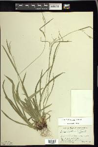 Carex leptonervia image