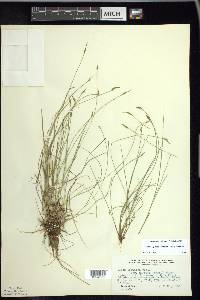 Carex leptalea var. harperi image