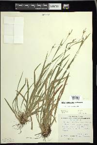 Carex laxiculmis image