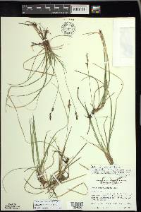 Carex lucorum image