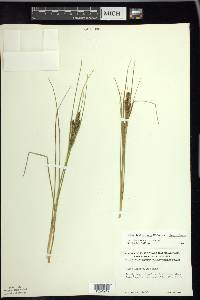 Carex lenticularis image