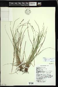 Carex lucorum image