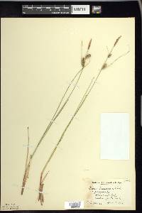 Carex lasiocarpa image