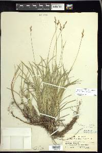 Carex lucorum image