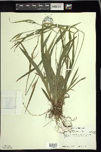 Carex leptonervia image