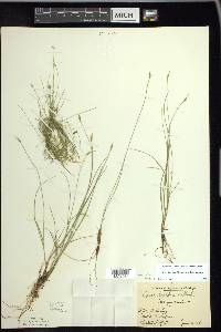 Carex leptalea var. harperi image