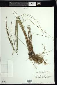 Carex lasiocarpa image