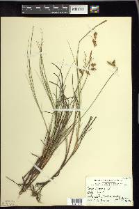 Carex limosa image