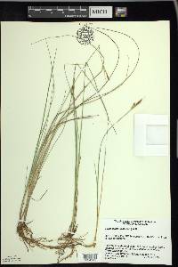 Carex livida image