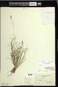 Carex leavenworthii image