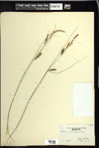 Carex lasiocarpa image