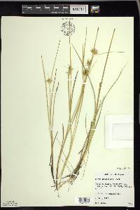 Carex michauxiana image