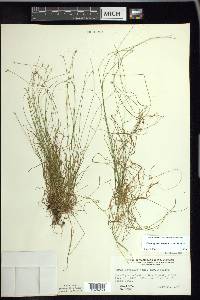 Carex leptalea var. leptalea image