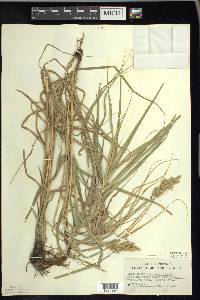 Carex muskingumensis image