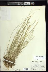 Carex leptalea var. harperi image