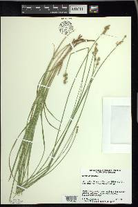 Carex longii image