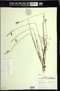 Carex limosa image