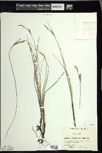 Carex livida image