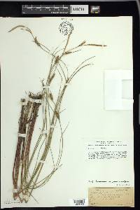 Carex lasiocarpa image