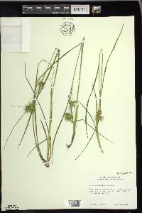 Carex michauxiana image