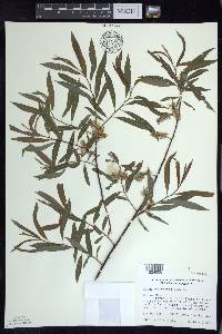 Salix petiolaris image