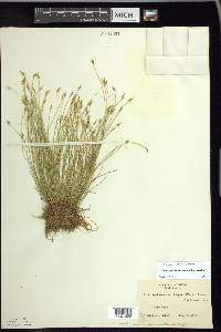 Carex leptalea var. harperi image