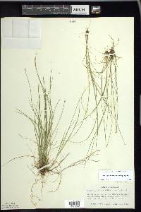 Carex leptalea var. leptalea image