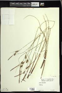 Carex lasiocarpa image