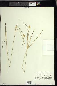 Carex michauxiana image