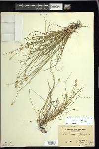 Carex leavenworthii image