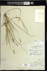 Carex lucorum image