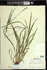 Carex leptonervia image