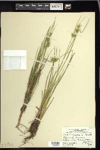 Carex michauxiana image