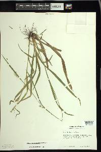 Carex leptonervia image