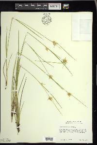 Carex michauxiana image