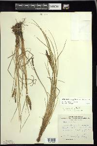 Carex lenticularis image