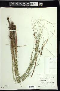 Carex lasiocarpa image