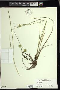 Carex michauxiana image