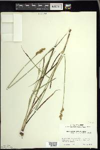 Carex merritt-fernaldii image