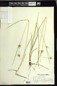 Carex michauxiana image