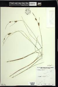 Carex lasiocarpa image