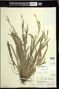 Carex laxiculmis image