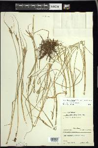 Carex lenticularis image