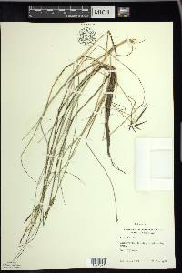 Carex livida image