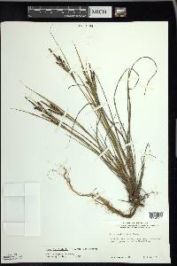 Carex lenticularis image