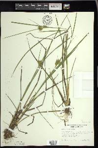 Carex michauxiana image