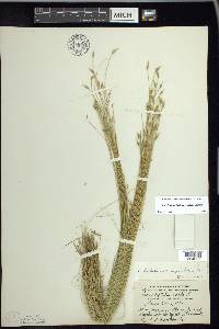 Carex leptalea var. harperi image