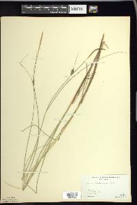 Carex lasiocarpa image