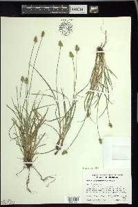 Carex leavenworthii image