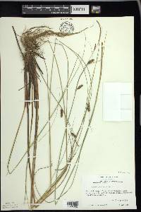 Carex lasiocarpa image